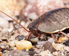 Polyzosteria limbata