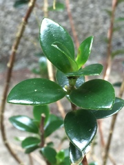 Nematanthus