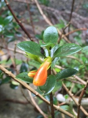 Nematanthus