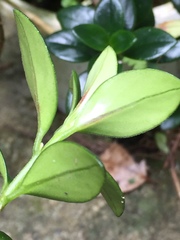 Nematanthus