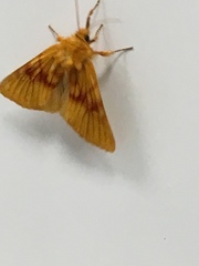 Eulithosia miaiphona