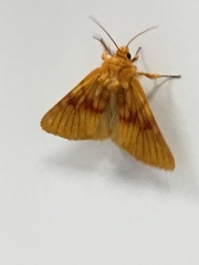 Eulithosia miaiphona