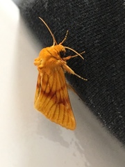 Eulithosia miaiphona