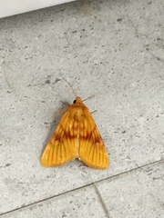 Eulithosia miaiphona