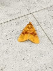 Eulithosia miaiphona