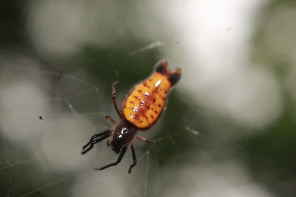 orb weavers