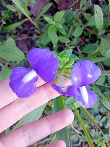 Brazilian Snapdragon (Matourea azurea)