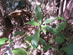 Alseuosmia macrophylla