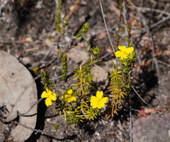 Hibbertia cistiflora