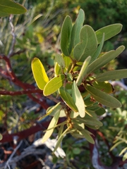 Arctostaphylos pringlei