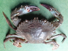 Thalamitinae