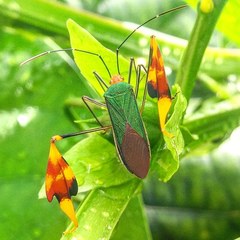 Anisoscelis foliaceus
