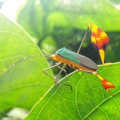 Anisoscelis foliaceus