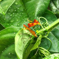 Anisoscelis foliaceus