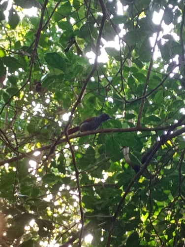 Chestnut-backed Antshrike