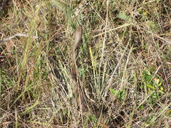 Coluber constrictor etheridgei
