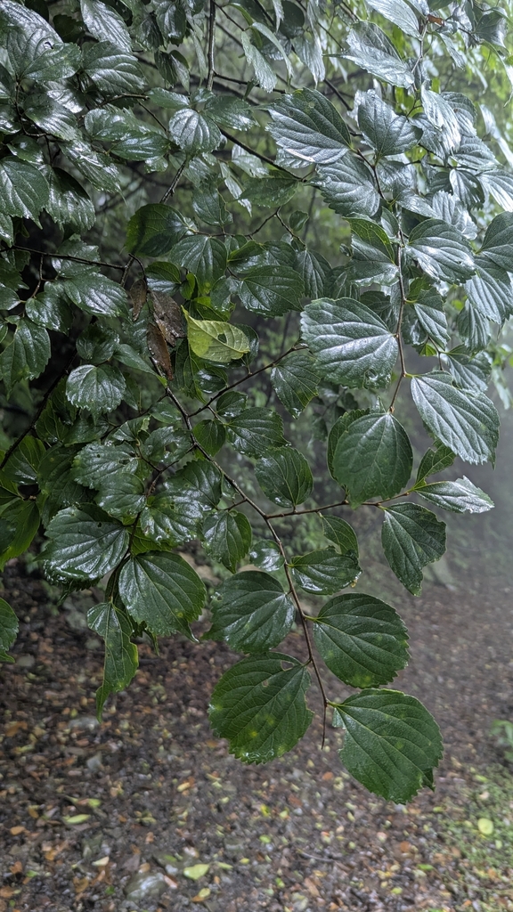 Celtis biondii (Celtis biondii)