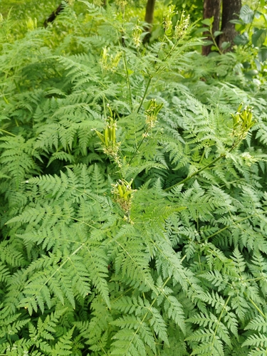 Наблюдение на iNaturalist