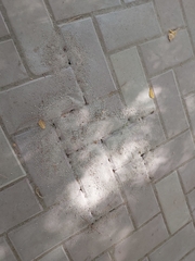 Monomorium pharaonis