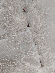 Monomorium pharaonis