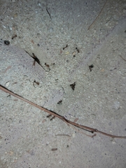 Monomorium pharaonis