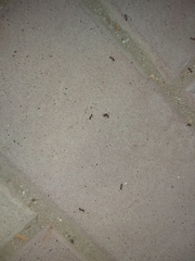 Monomorium pharaonis