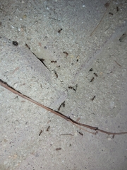 Monomorium pharaonis