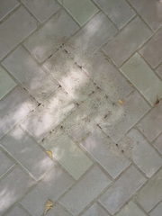 Monomorium pharaonis