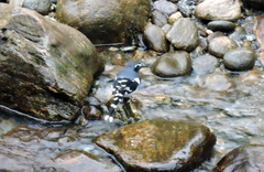 Enicurus schistaceus