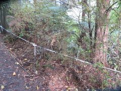 Phyllocladus trichomanoides