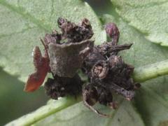 Comibaena procumbaria