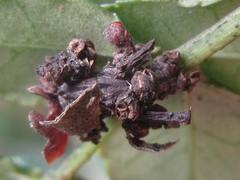 Comibaena procumbaria