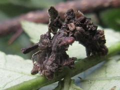 Comibaena procumbaria