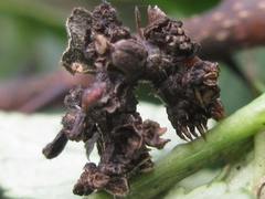 Comibaena procumbaria