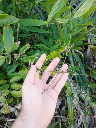 Desmoncus orthacanthos, photograph 4