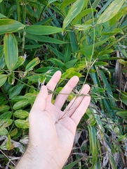 author not stated, no rights reserved Desmoncus orthacanthos, photograph author not stated, no rights reserved