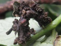 Comibaena procumbaria