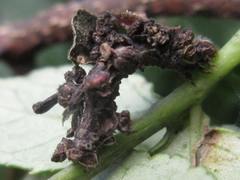 Comibaena procumbaria