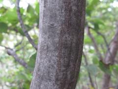 Carpinus turczaninovii