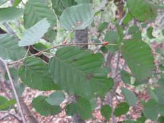 Carpinus turczaninovii