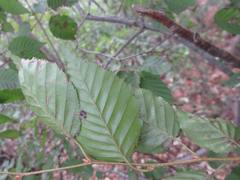 Carpinus turczaninovii