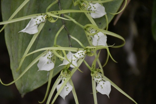 Brassia verrucosa, photograph 3