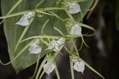 Brassia verrucosa, photograph (c) Neptalí Ramírez Marcial, some rights reserved (CC BY)