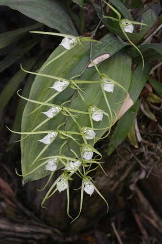 Brassia verrucosa, photograph 5