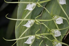 Brassia verrucosa, photograph (c) Neptalí Ramírez Marcial, some rights reserved (CC BY)