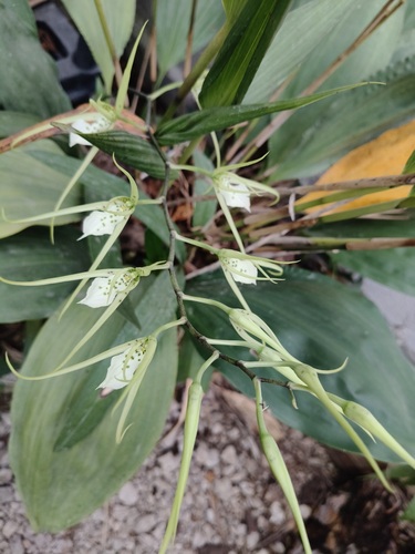 Warty Brassia (Brassia verrucosa)