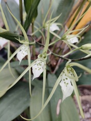 Brassia verrucosa, photograph (c) Neptalí Ramírez Marcial, some rights reserved (CC BY)