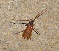 Ochrocydus huttoni