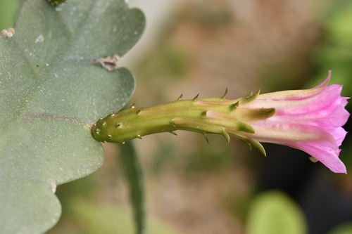 Disocactus macdougallii, photograph 3