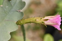 Disocactus macdougallii, photograph (c) Neptalí Ramírez Marcial, some rights reserved (CC BY)
